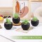 Set of 6 Black Artificial Succulent Plants in Pots – Mini Fake Potted Plants for Halloween Decor, Bathroom, Bedroom, Living Room, Office & Shelf Decorations